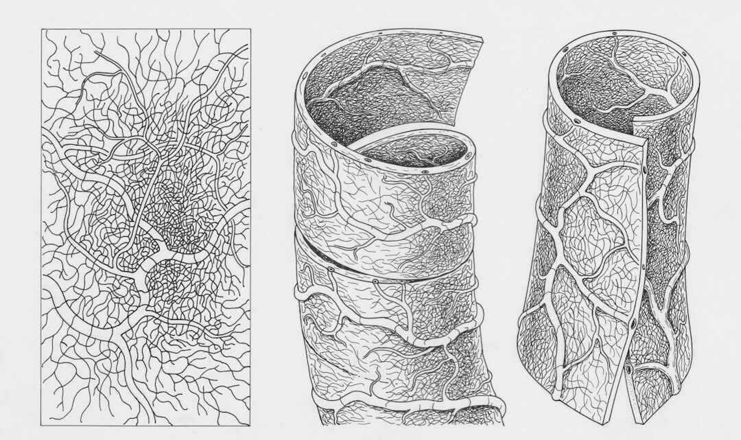 Tres Representacoes De Uma Rede Vascular MsvxbHf3bMI